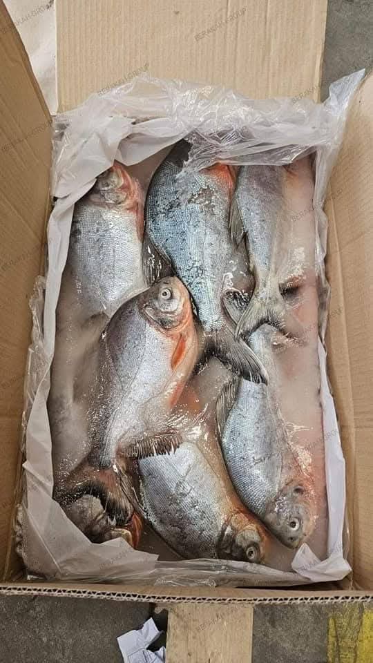 CARTON - BELLE DAME GROS (10kg)