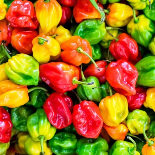 PIMENT VERT (1Kg)