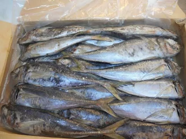 CHINCHARD - GRAND (20kg)