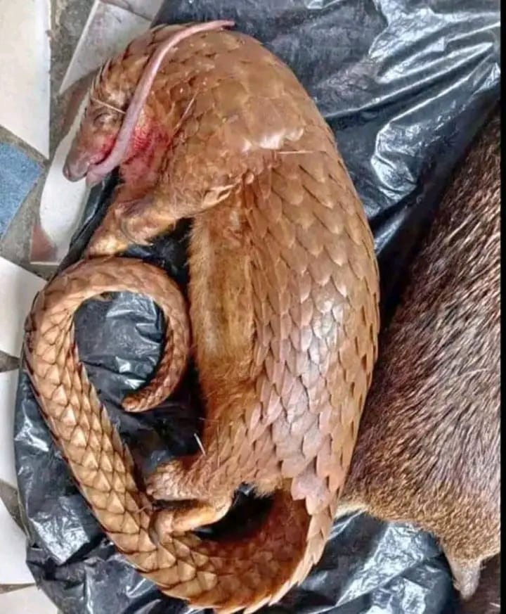 PANGOLIN