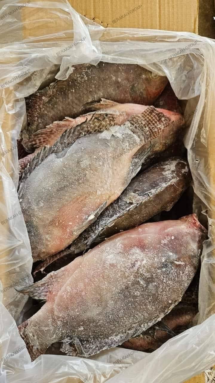 CARTON - CARPE GROS (10kg)