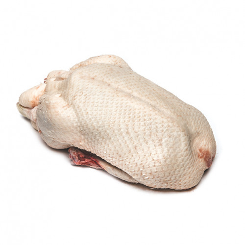CANARD (2kg - 2.3kg)