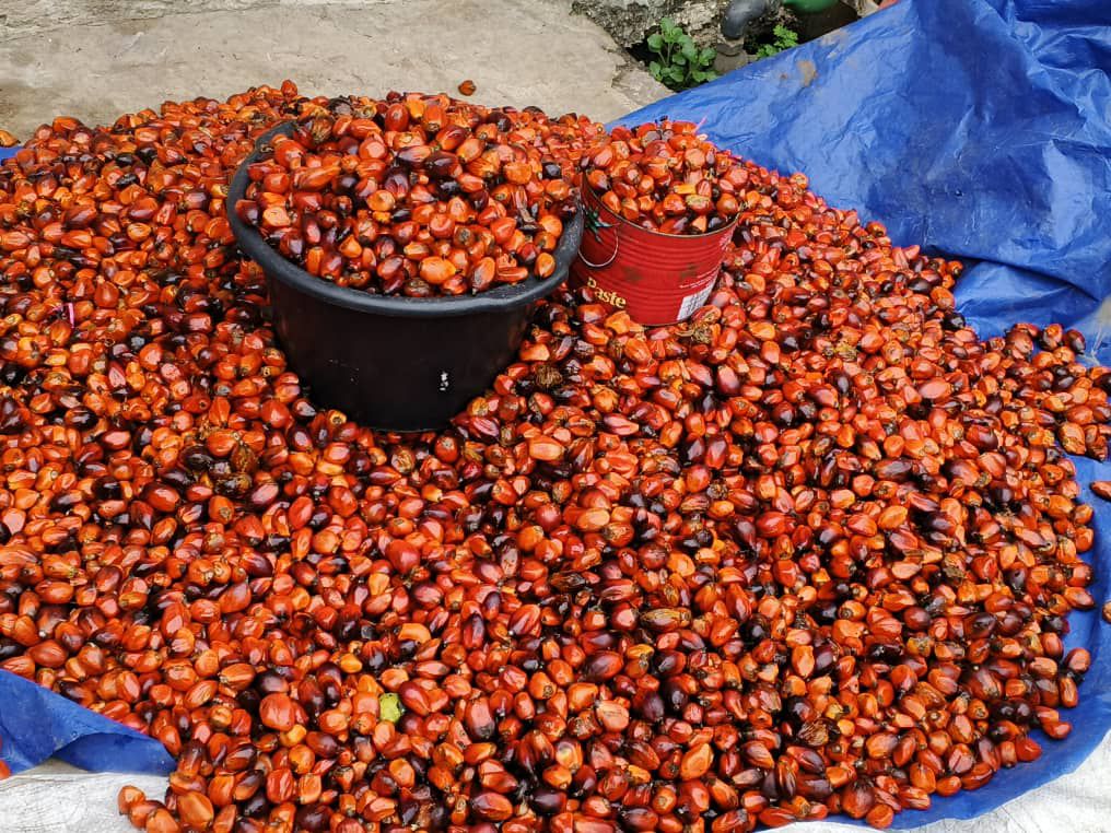 GRAINE DE PALME (1Kg)