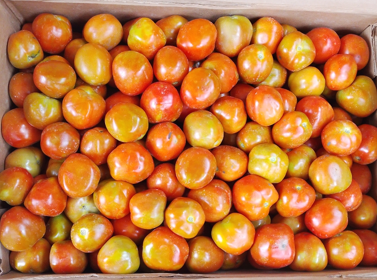 TOMATE FRAICHE (5kg)